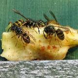 0409W 13 Bruchhausen